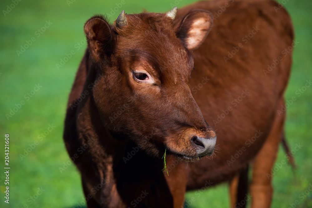 face close-up of red cornished green grass background face close-up of red cornished green grass background