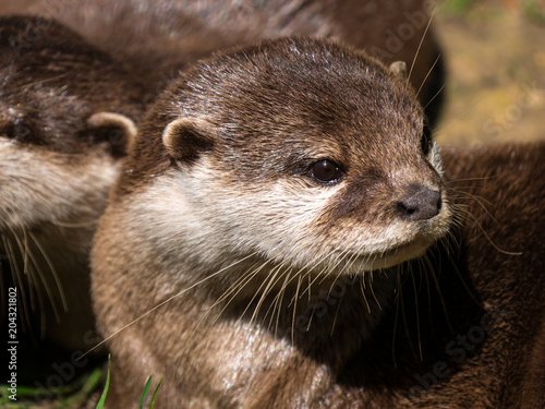 Loutre