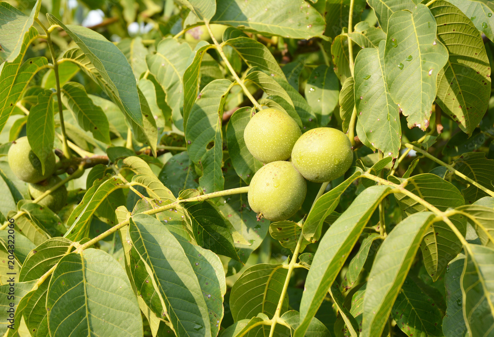 Unripe walnut fruit. Green walnuts.