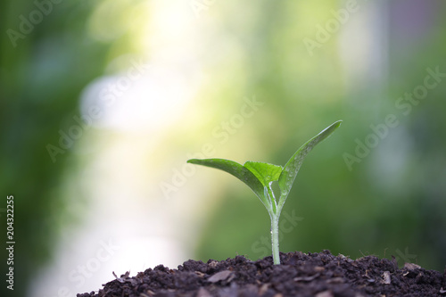 Small growing pumpkin