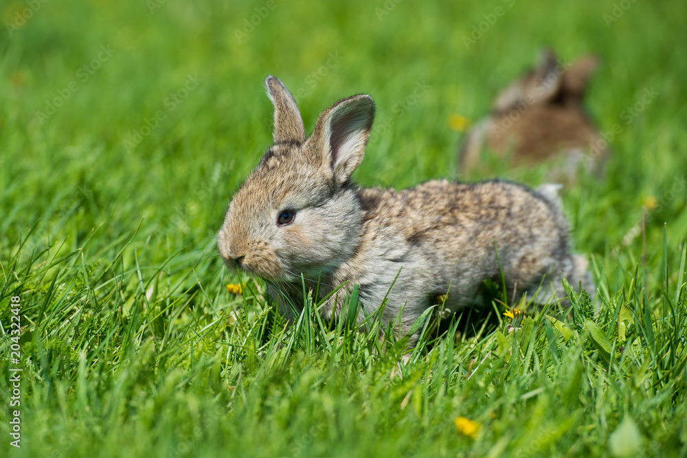 Cute two little hare sitting in the grass. Picturesque habitat, life in the meadow. Cute two little hare sitting in the grass. Picturesque habitat, life in the meadow.