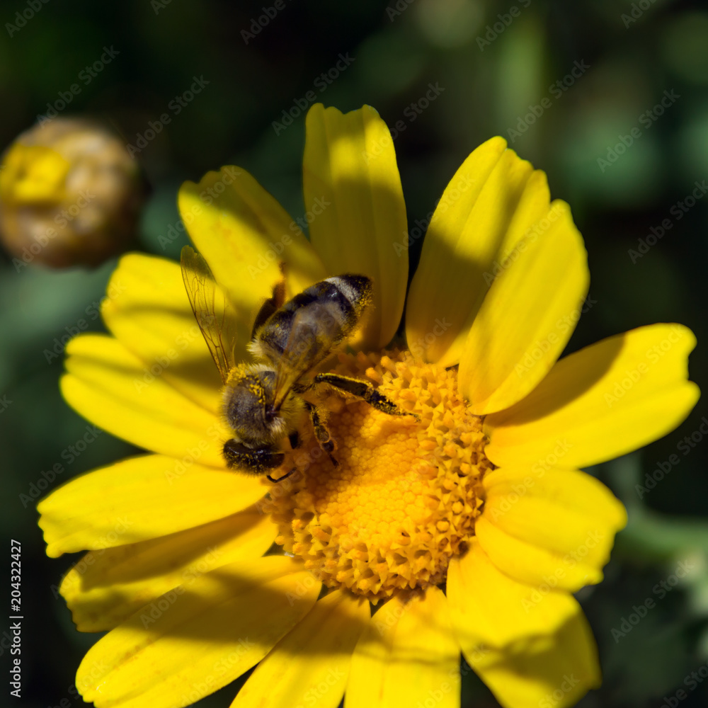 Bee on the chamomile flower. Sunny day. Spring Bee on the chamomile flower. Sunny day. Spring