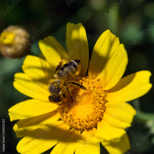 Bee on the chamomile flower. Sunny day. Spring