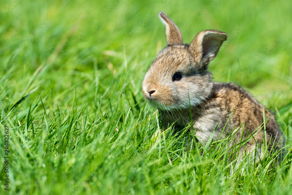 Cute rabbit with flower dandelion sitting in grass. Animal nature habitat, life in meadow. European rabbit or common rabbit. Cute rabbit with flower dandelion sitting in grass. Animal nature habitat, life in meadow. European rabbit or common rabbit.