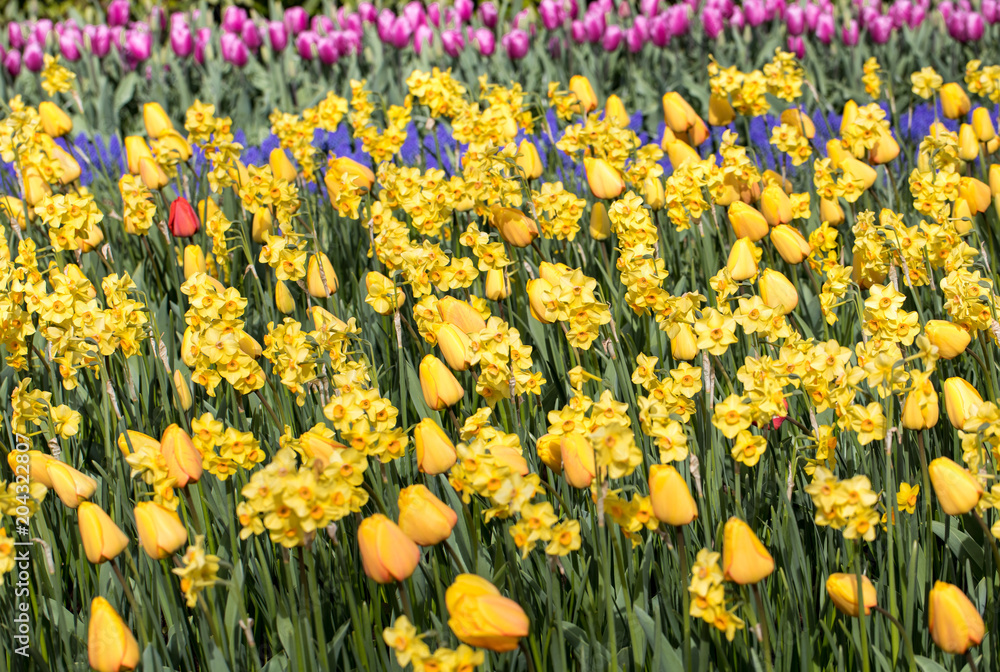 colorful tulips and daffodils blooming in a garden colorful tulips and daffodils blooming in a garden