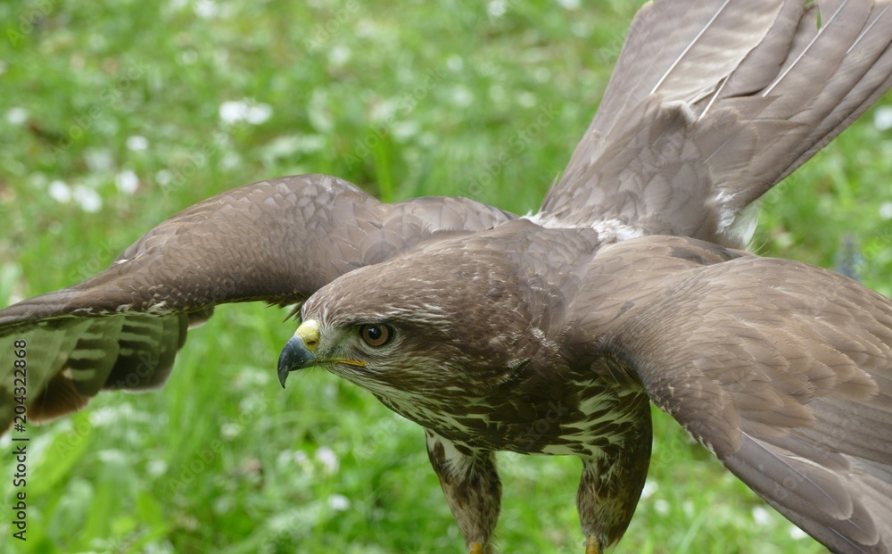 Fototapeta premium common buzzard