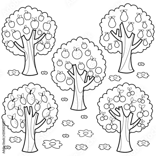 Fruit trees. Apple tree, lemon tree, orange tree, cherry tree. Vector black and white coloring page.