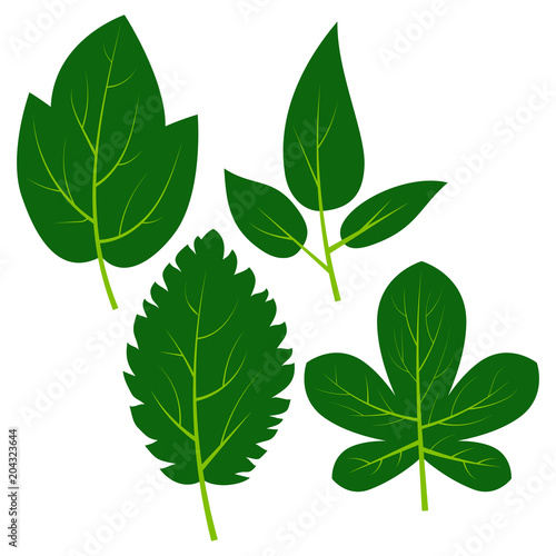 Set of four green leaves on white background. Vector illustration 
