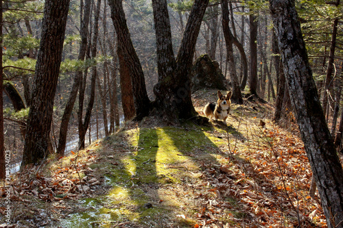 the shadows of the autumn forest and the Corgi dog © IRINA