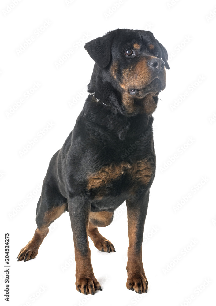 rottweiler in studio