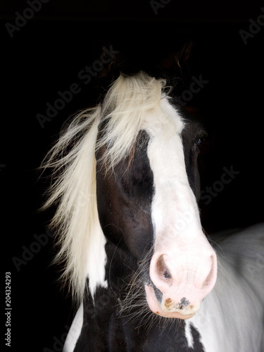 Horse Headshot Against Black Background