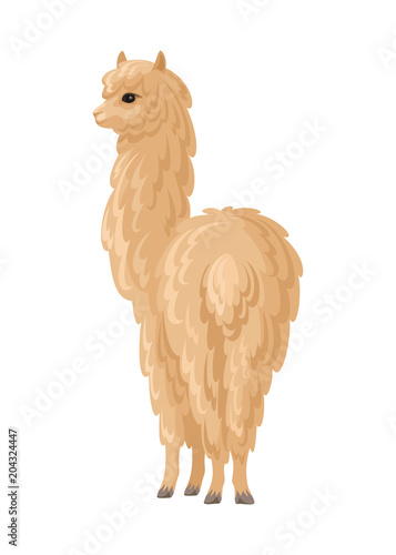 Vector image of cute alpaca in cartoon style. Colorful illustration isolated on a white background