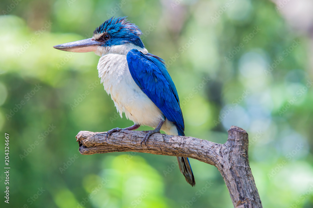 Collared kingfisher, White-collared kingfisher Collared kingfisher, White-collared kingfisher