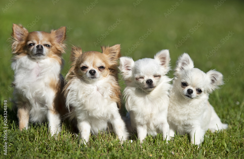 chihuahuas in nature chihuahuas in nature