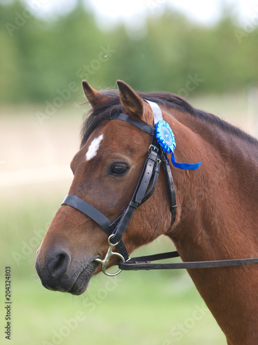 Horse In Bridle Headshot © Nigel Baker
