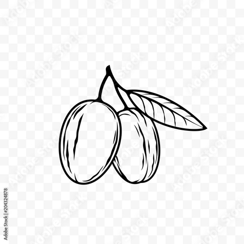 Argan oil nut and leaf vector sketch icon