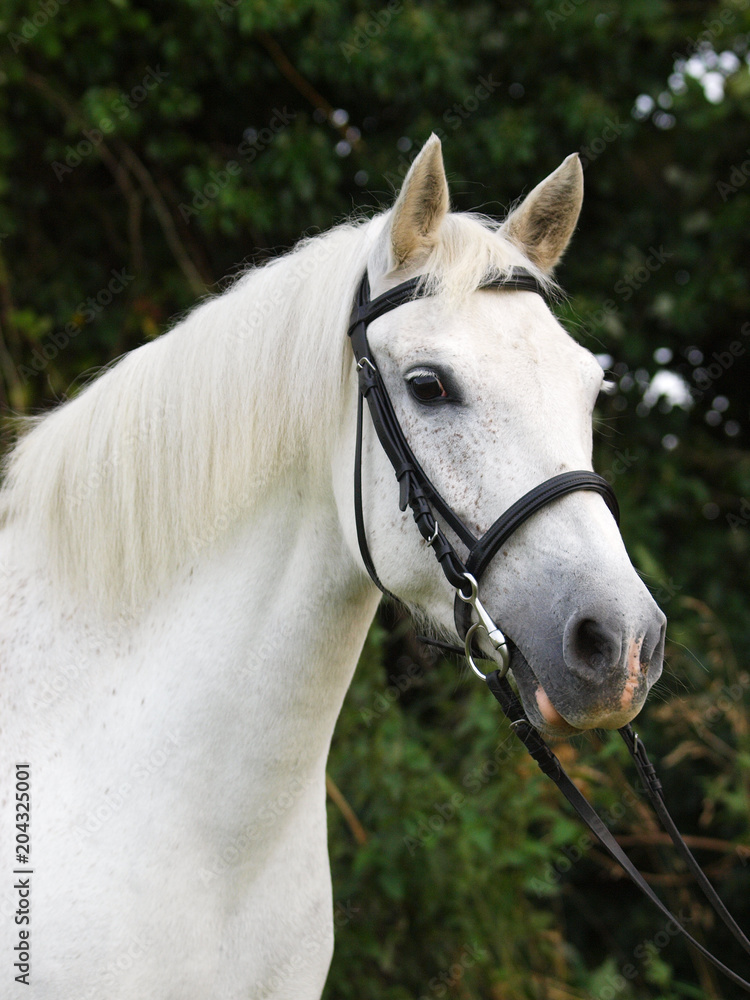 Fototapeta premium Grey Horse Head Shot