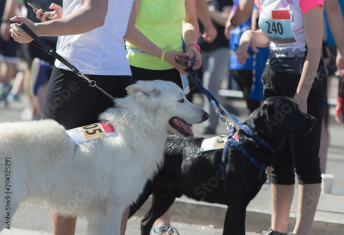 Dogs and owners at marathon start