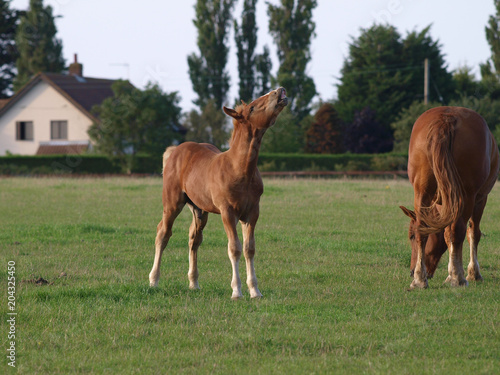 Laughing Foal