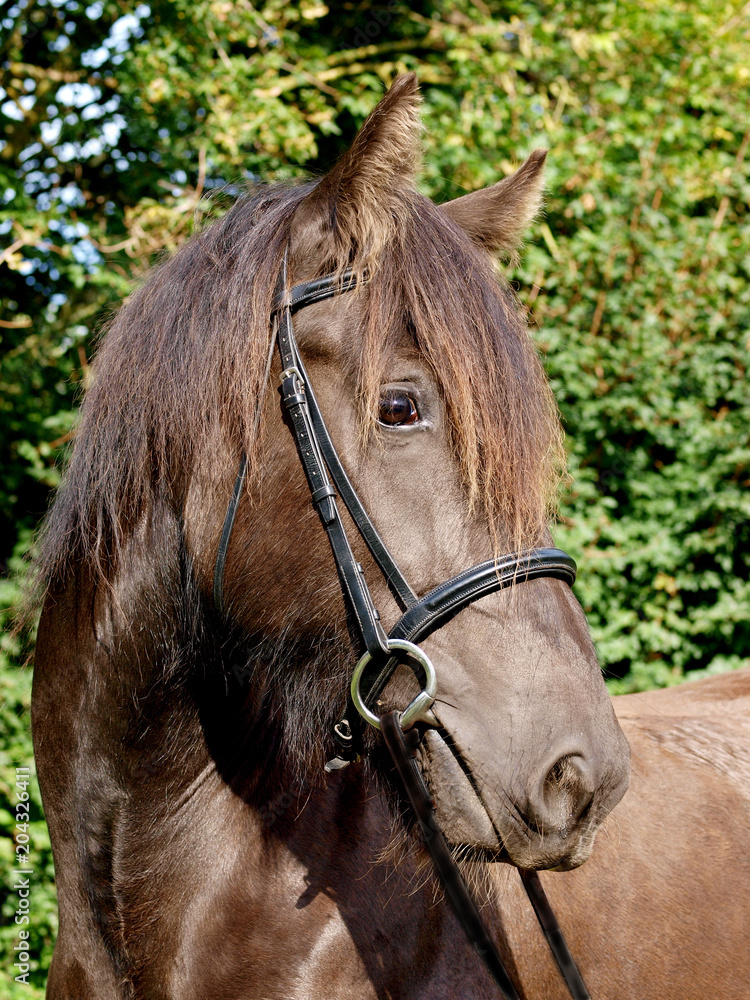 Obraz premium Horse in Bridle Headshot
