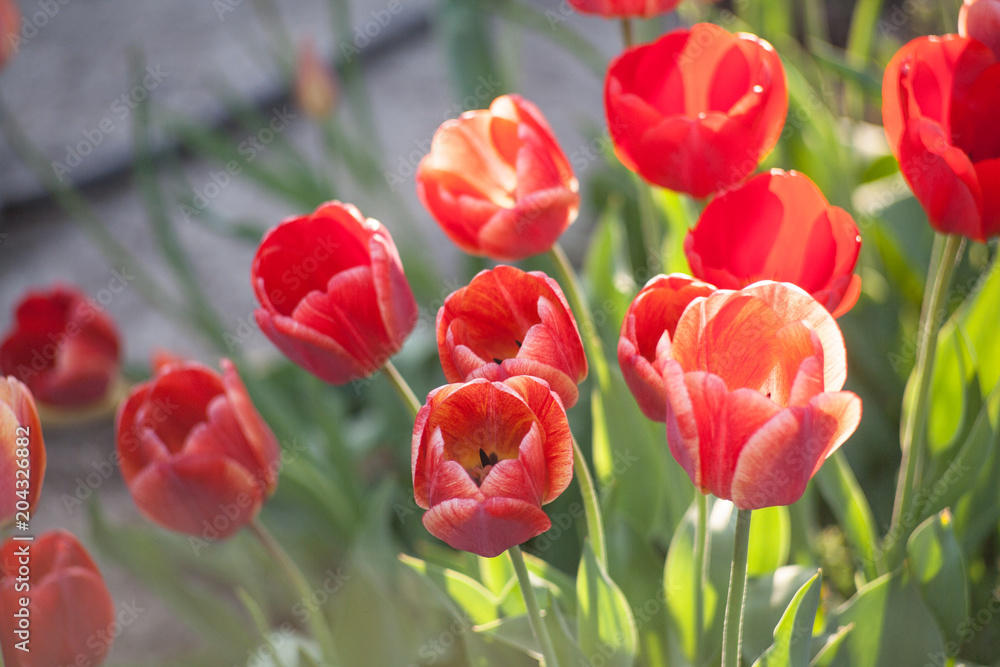 Fototapeta premium Close up red tulips blooming in the flower garden