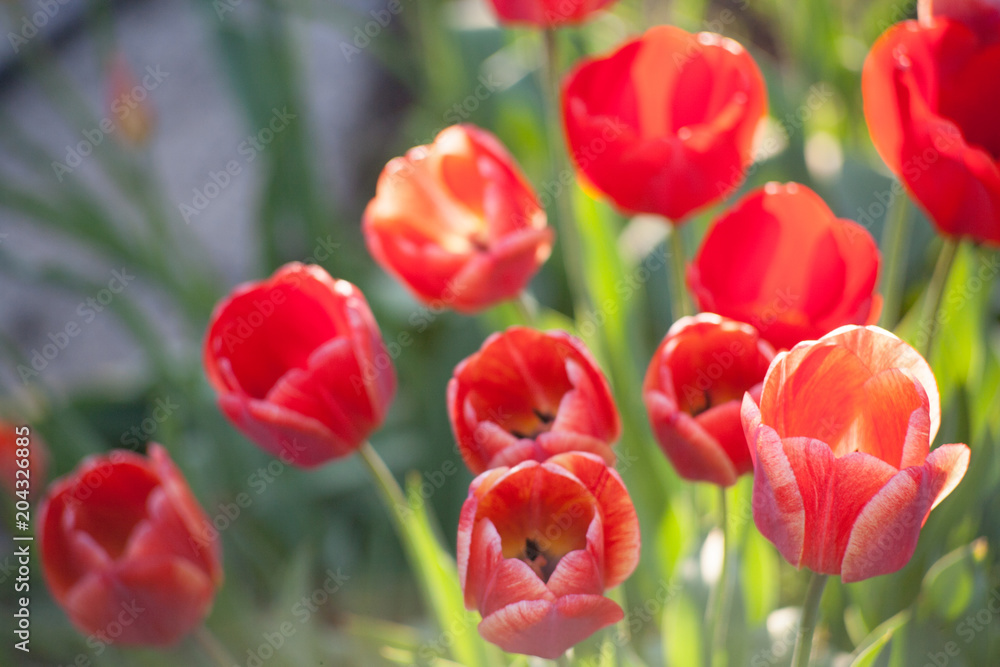 Fototapeta premium Close up red tulips blooming in the flower garden