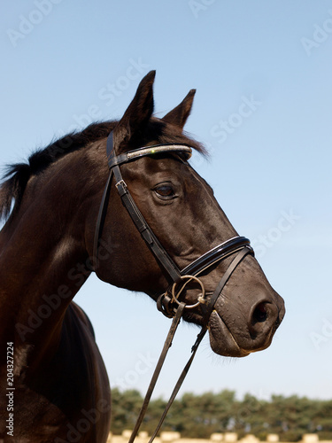 Black Horse Head Shot © Nigel Baker