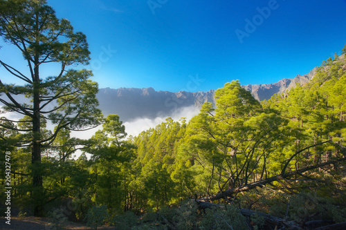 Forest with pines Pinus canariensis in Caldera of Taburiente  La Palma  Canary Islands