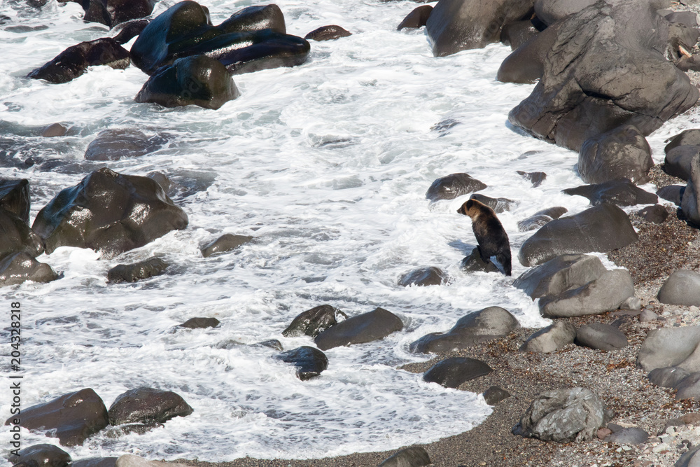 Obraz premium 北海道のヒグマ