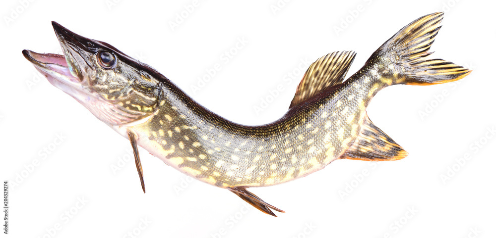 Fish pike Fish pike