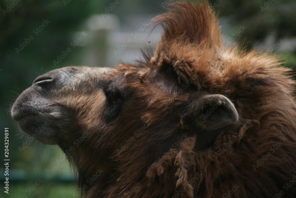 Fototapeta premium Chameau