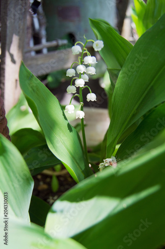 blooming lilies of the valley in garden
