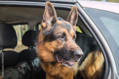 Dog German Shepherd in a car in a forest