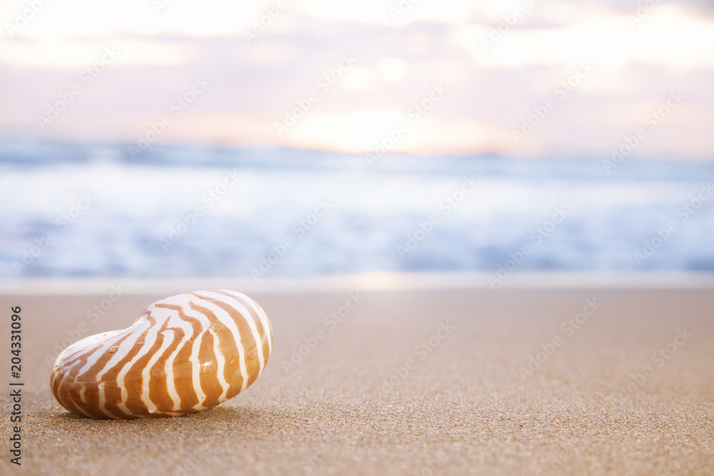 golden nautilus shell golden nautilus shell