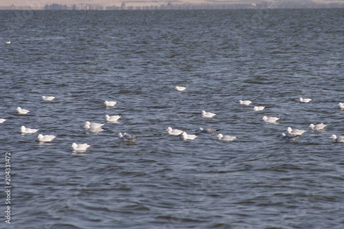 Close-up of Birds on surface of the Lake