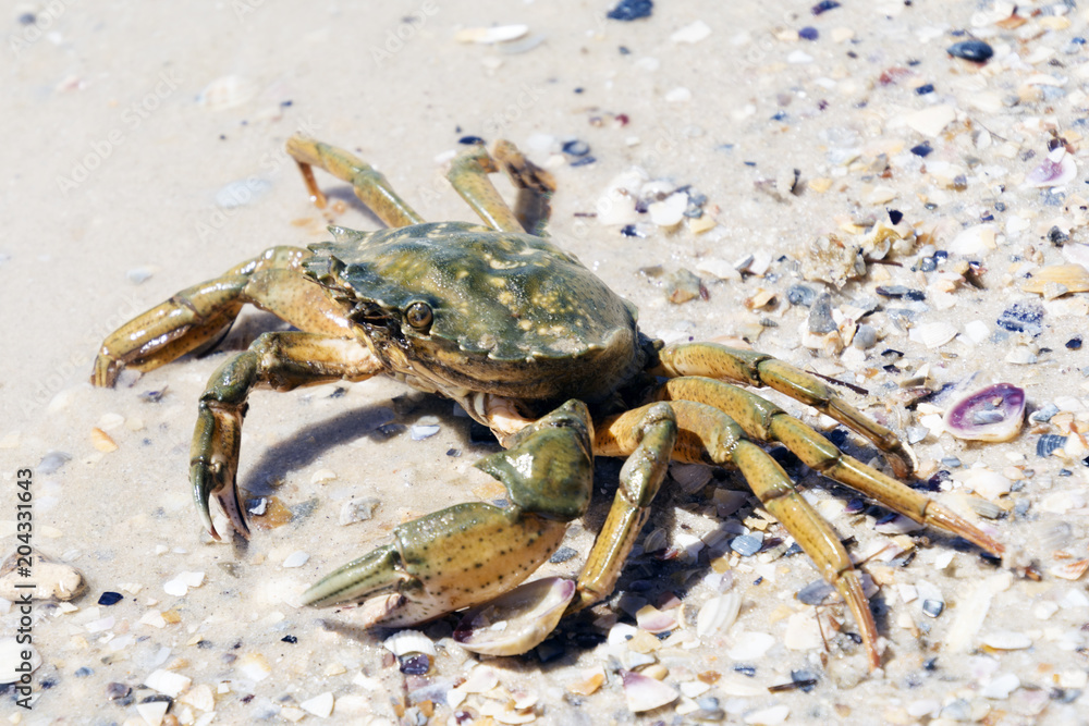 Beautiful crab crawl on the coast of the Black Sea Beautiful crab crawl on the coast of the Black Sea