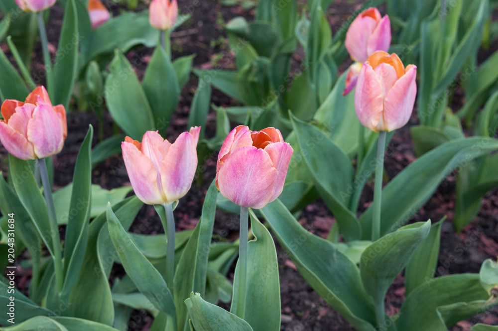 Beautiful pink tulip Bruine Wimpel blooming in spring park Beautiful pink tulip Bruine Wimpel blooming in spring park