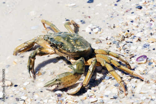 Beautiful crab crawl on the coast of the Black Sea