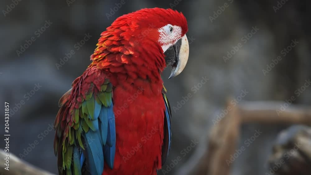Solitary Red and Green Macaw in the Wild