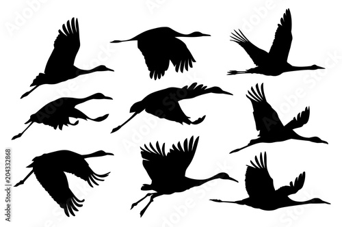 Silhouettes of cranes. 