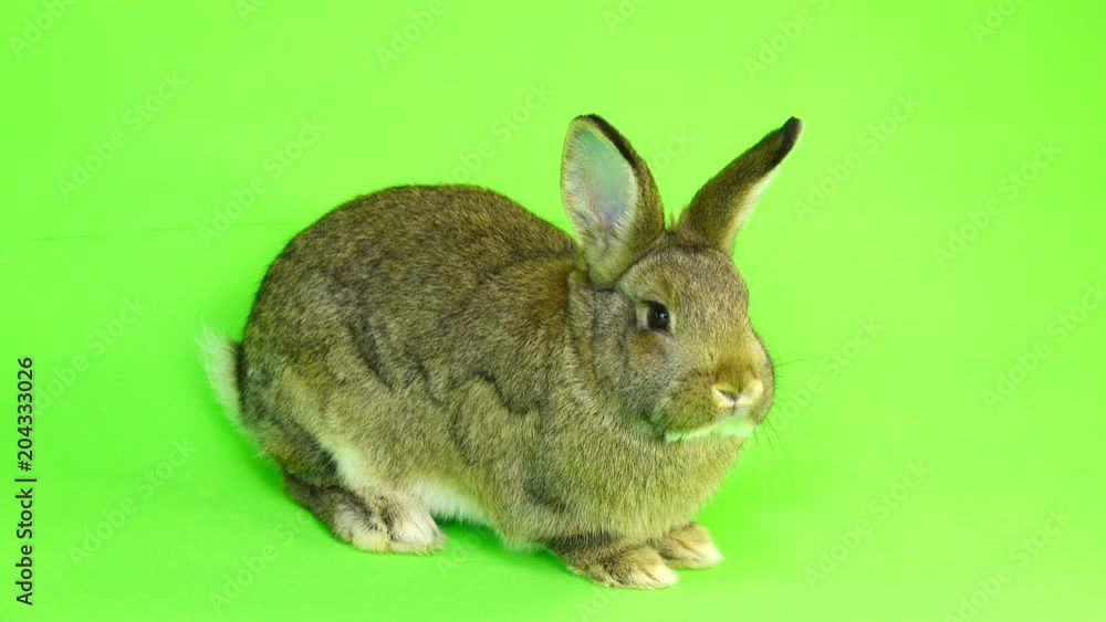brown rabbit on green screen (three months old) studio shot brown rabbit on green screen (three months old) studio shot