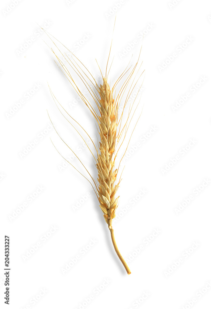 Fototapeta premium barley isolated on white background