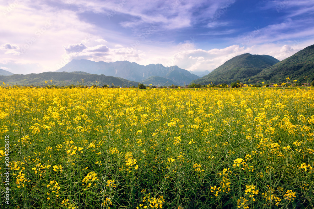 Beautiful rapeseed field in a mountain valley Beautiful rapeseed field in a mountain valley