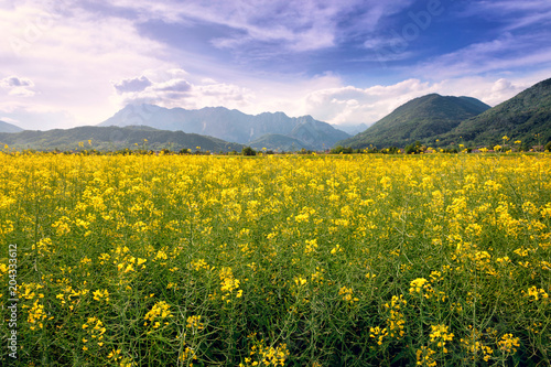 Beautiful rapeseed field in a mountain valley