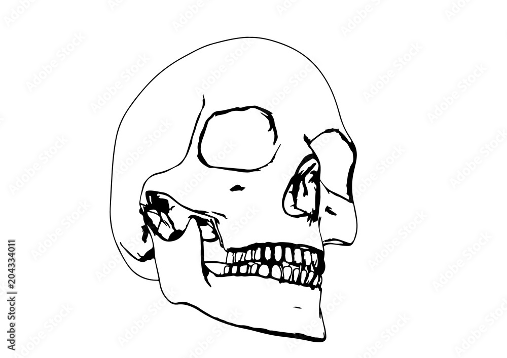 skull sketch vector skull sketch vector