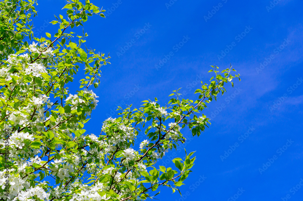 Blooming pear tree with little flowers in a spring garden against a natural background of leaves and blue sky with clouds. Branch of pear blossom with white flowers against the blue sky