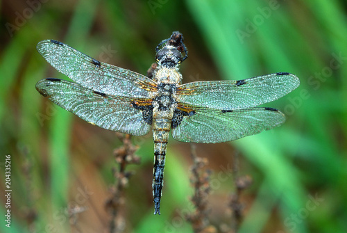 Vierflecklibelle photo