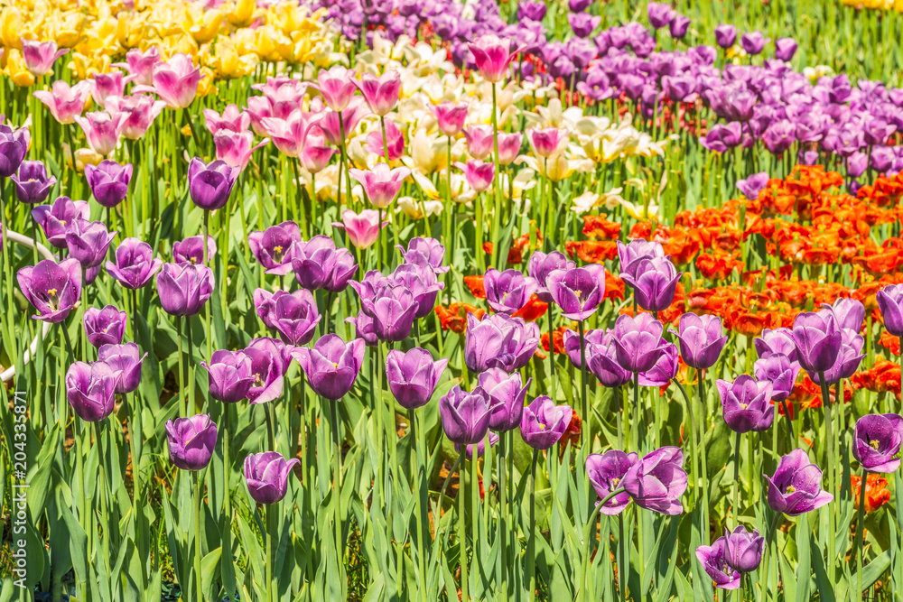 Group of colorful tulip. Purple flower tulip lit by sunlight. Soft selective focus, tulip close up . Bright colorful tulip photo background Group of colorful tulip. Purple flower tulip lit by sunlight. Soft selective focus, tulip close up . Bright colorful tulip photo background