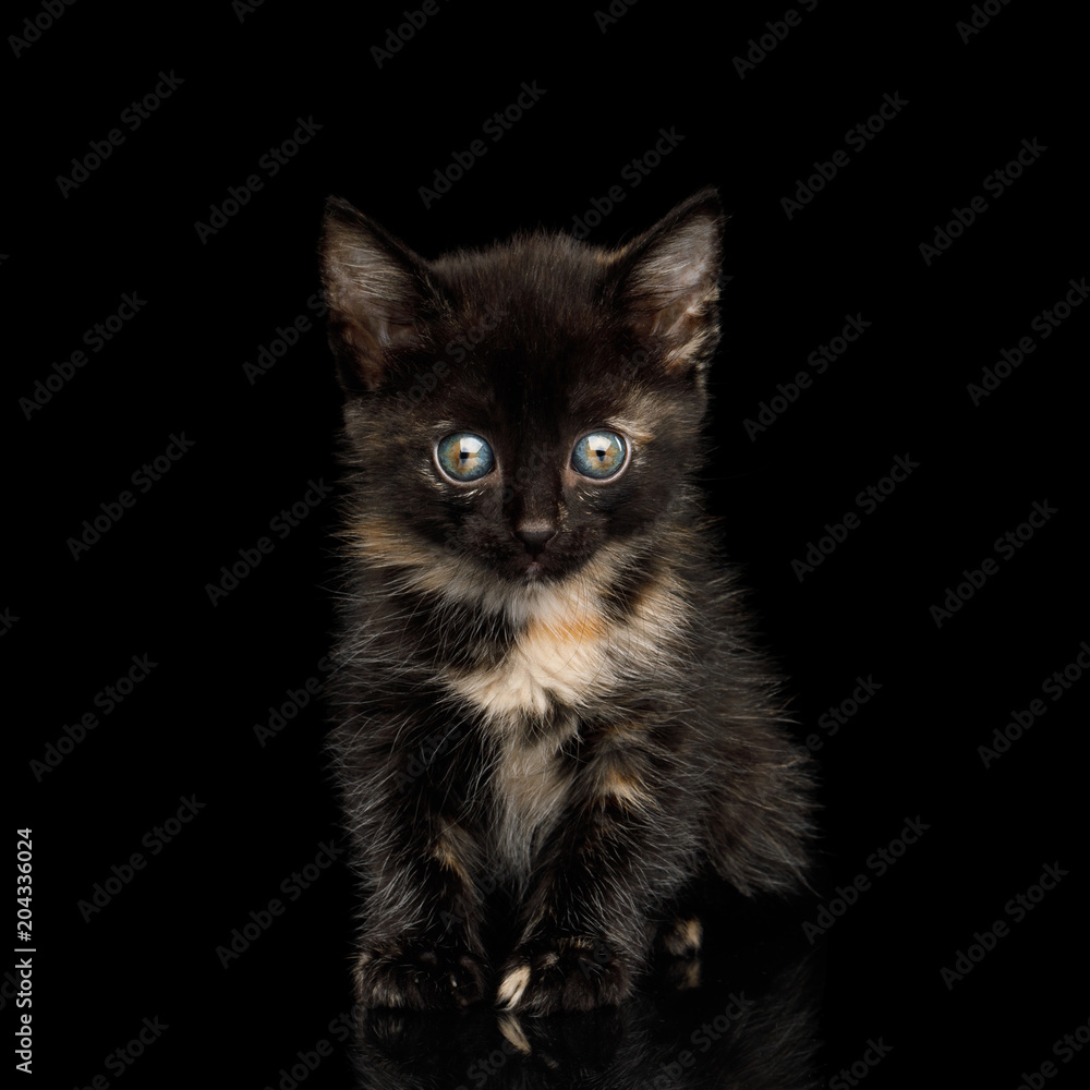 Cute Tortoise Kitten Sitting on isolated background, Front view