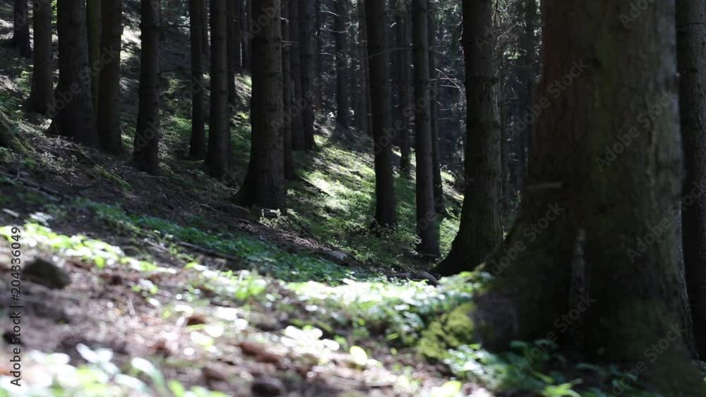 Fir tree forest in the sunlight, beautiful tranquil forest scene Fir tree forest in the sunlight, beautiful tranquil forest scene